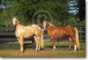Palomino Marwari Horse