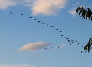 - watch the V-pattern: Flying geese often fly in a “V” formation ...