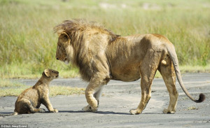 Squaring up: The father lion went over to the cub while it was ...