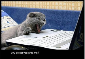 Funny Cat Quotes For Facebook Cute