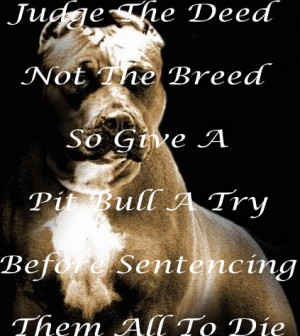 Pitbull Dog Wallpaper Quotes Pitbull dog wa