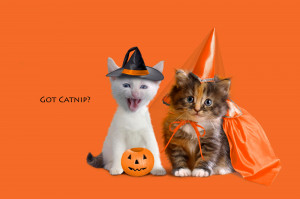 Kittens-dressed-up-for-Halloween.jpg