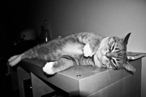 ... love # cute # phil # phillip # cat # photography # model # modelling