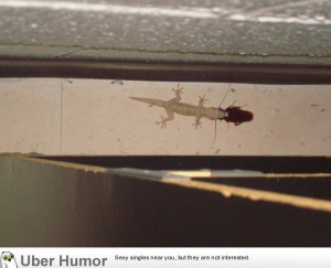 heard a very strange sound behind my bookcase. It was a gecko ...