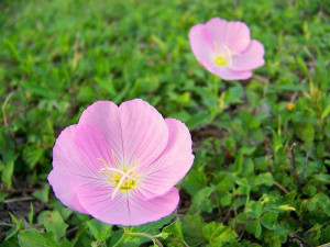 Pink Evening Primrose, Perennial, 100 Flower Seeds, Very Fragrant. $2 ...