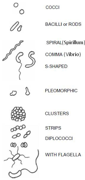 morphology bacterial cells
