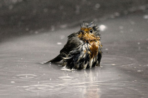 weather quotes for rainy day bird