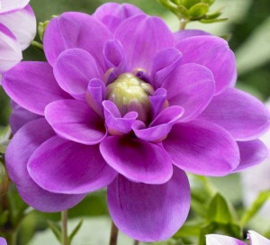 Purple dahlia flower image via Colorfull at www.Facebook.com ...