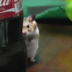 Angry Coca Cola Hamster Dramatically Stares At You
