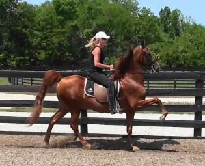 Meritage Farms Saddlebred...