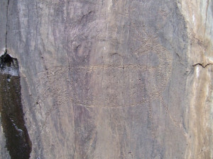 pecked stag looking over its shoulder. Vale de Cabroes, Foz Côa