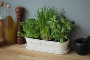 kitchen herbs