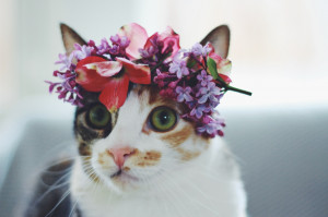 ... floral crown weetziecat like mother like daughter ;) cats in crowns