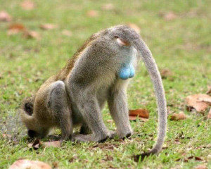 blue balls category funny pictures funny animal blue balls