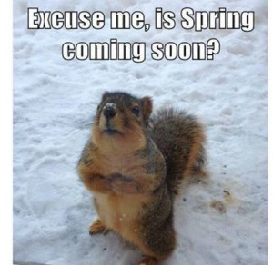 Is Spring coming soon quotes cute spring animals winter spring quotes