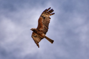 ... informed its a square tailed kite, a not often seen bird of prey