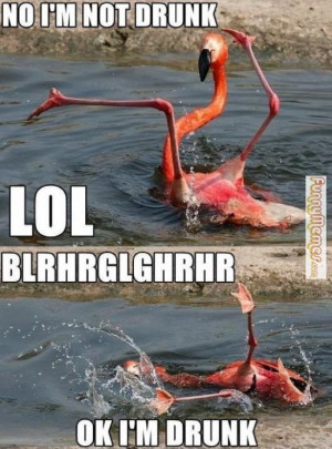 Animal memes – No, I’m not drunk