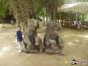 Baby Elephants Cute Funny