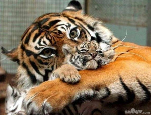 Tigers TIGER AND CUB