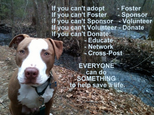 Animal Shelter is a volunteer run not-for-profit, no-kill animal ...