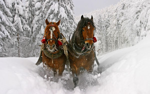 Horses In Snow Wallpapers