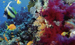 One in four coral species are under threat of extinction. Photograph ...