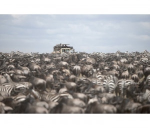 Wildebeest Great Migration 2015