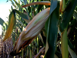 Pictures and Quotes about Corn