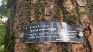 Black Locust quote from Shakespeare Garden, Stanley Park, Vancouver