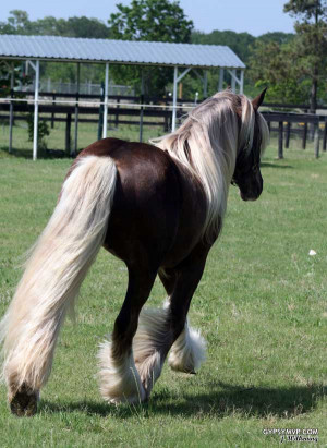 Palomino Gypsy Vanner Horse