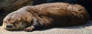 Sleeping Otter image via Tampa's Lowry Park Zoo at www.Facebook.com ...