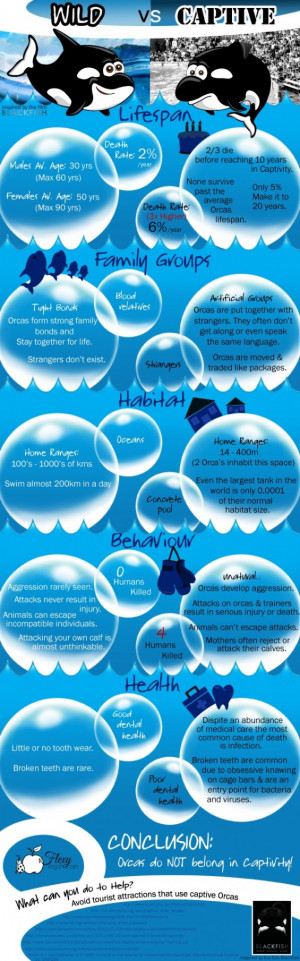 Orca Captivity Infographic