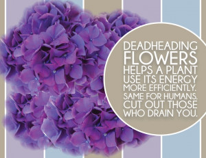 Deadheading flowers helps a plant use its energy more efficiently ...