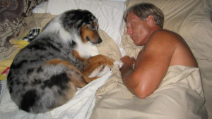 Australian Shepherd Shedding