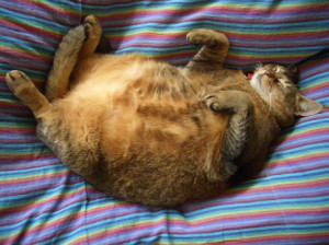 fat cats, pics of fat cats, really fat cat, pictures of cats, fat cat ...