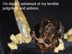 funny dachshund caption | quote from the Anthony Wiener apology. More