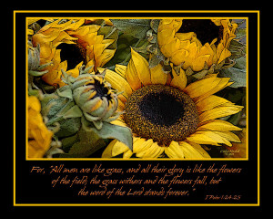 Inspirational Sunflowers Photograph - Inspirational Sunflowers Fine ...