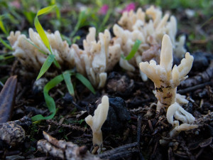 Different Types of Fungi