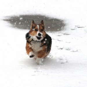 Corgi playing in the snow