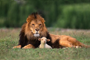 LDS Lamb and Lion