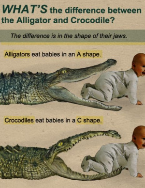Difference between an alligator and a crocodile