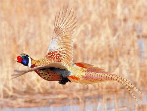 Pheasant in flight. (Photo credit: Hill City C.o.C. )
