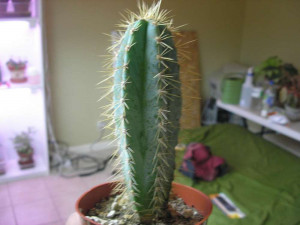 Cactus and Tender Succulents forum : six new babies