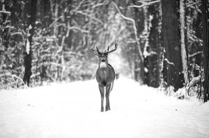 black and white, cute, deer, forest, hipster, photo, photography ...