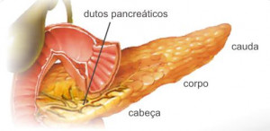 Human Body Pancreas