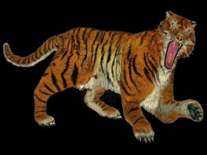 1024x768 px] Big Beautiful Tiger Raging In Black Background Free ...
