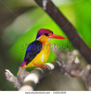 Colorful Bird Small Beautiful
