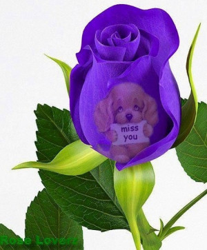 miss you Purple rose via Rose Lovers