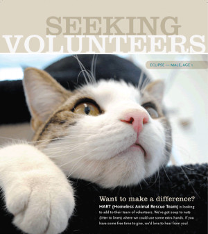 Animal Shelter Volunteer Flyer