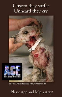 Against Animal Abuse Quotes I am against animal cruelty on